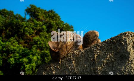 Niedliche europäische Katze, die auf einer Steinmauer liegt und einen sonnigen Tag genießt. Stockfoto