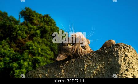 Niedliche europäische Katze, die auf einer Steinmauer liegt und einen sonnigen Tag genießt. Stockfoto