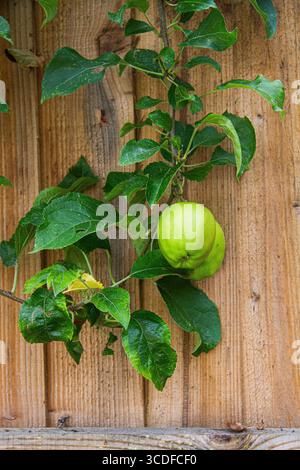 Zwei Äpfel wachsen auf dem Blattzweig eines Apfelbaums, die lose an der Seite eines holzgetäfelten Zauns hängen Stockfoto