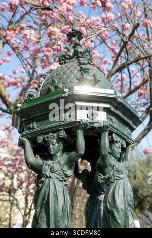 Paris, Frankreich. Europa. Die Kirschblüte erblüht im Frühling in Paris mit dem klassischen Wallace-Brunnen. Stockfoto