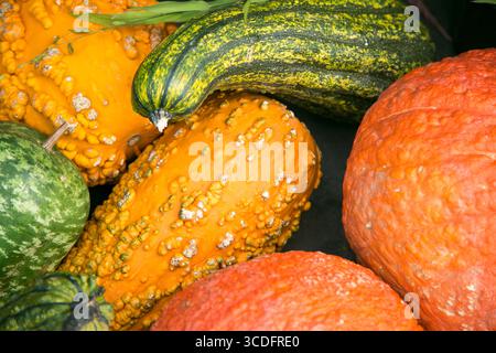 Rustikaler Korb gefüllt mit Kürbissen und Kürbissen im Herbst in New York City, NY, USA. Stockfoto