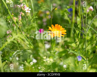 Nahaufnahme von bunten Blumen auf Pflanzen in einem wilden Garten. Stockfoto