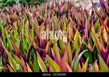 Moses-in-the-Cradle (Tradescantia spathacea), auch bekannt als Austernpflanze oder Bootslilie, fotografiert auf Oahu Stockfoto