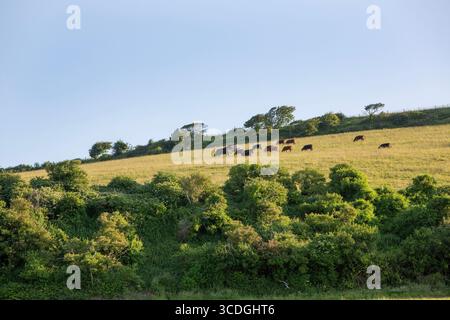 Herde brauner Kühe, die auf der Wiese von Süd-devon in england weiden Stockfoto
