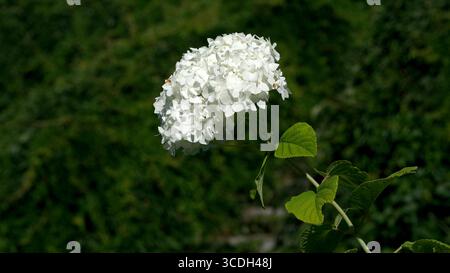 Weiße Hortensien blühen wunderschön inmitten üppiger grüner Blätter im Sonnenlicht. Stockfoto
