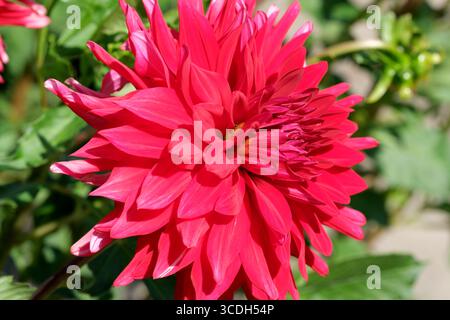 Eine blendende rosa Dahlien blüht mit üppigen Blütenblättern in den Hochsommergärten. Stockfoto