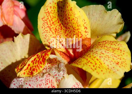 Leuchtend gelbe und rosafarbene Blüten zeigen leuchtende Farben im Sonnenlicht. Stockfoto
