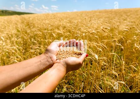 Die Hände, die Weizenkörner zwischen goldenen Stielen in einem Reifen Weizenfeld an einem sonnigen Tag halten. Stockfoto