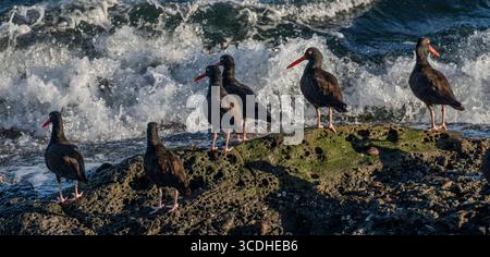 Schwarze Austernfischer (Haematopus bachmani) am Ufer von East Point auf Saturna Island, British Columbia, Kanada. Stockfoto