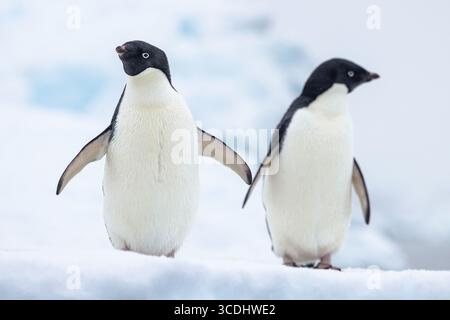 Zwei Adelie-Pinguine (Pygoscelis adeliae) stehen auf Eis in der Antarktis, wobei einer nach vorne und der andere zur Seite gerichtet ist, Eishintergrund Stockfoto
