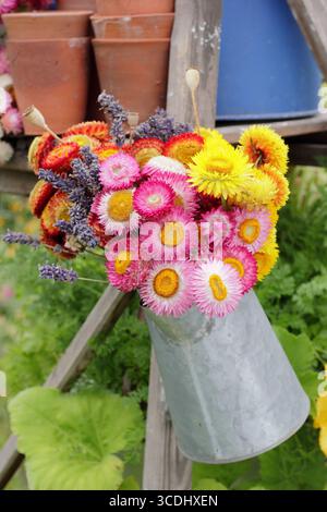 Lebendiges Display mit getrockneten Blüten. Getrocknete strohblumen, mohnblumen und Lavendel sind in einer Metallkännchen-Vase angeordnet, die an einer Vintage-Leiter in einem englischen Garten hängt. Stockfoto