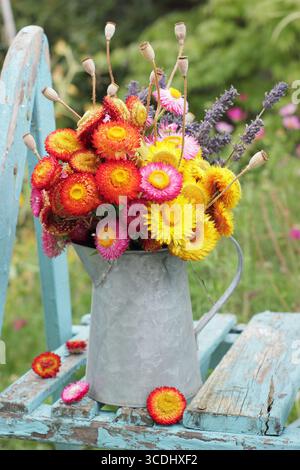 Strohblumen. Anordnung von getrockneten Blumen, einschließlich Helikrysums, Mohn und Lavendel auf einer Vintage blauen Leiter im englischen Garten. UK Stockfoto