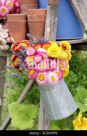 Lebendiges Display mit getrockneten Blüten. Getrocknete strohblumen, mohnblumen und Lavendel sind in einer Metallkännchen-Vase angeordnet, die an einer Vintage-Leiter in einem englischen Garten hängt. Stockfoto