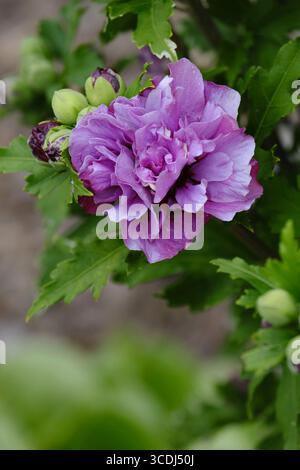 Nahaufnahme des blauen Hibiskusstrauchs, der im Spätsommer blüht Stockfoto