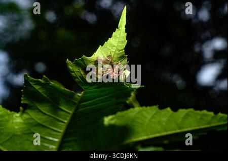 Hamadruas ist eine Gattung von Luchspinnen aus der Familie der Oxyopidae, die in der indo-malayischen Region zu finden ist. Diese Spinnen drehen keine Netze, sondern bewegen keine Pflanzen Stockfoto