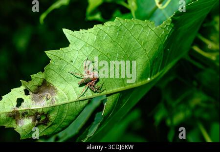 Hamadruas ist eine Gattung von Luchspinnen aus der Familie der Oxyopidae, die in der indo-malayischen Region zu finden ist. Diese Spinnen drehen keine Netze, sondern bewegen keine Pflanzen Stockfoto
