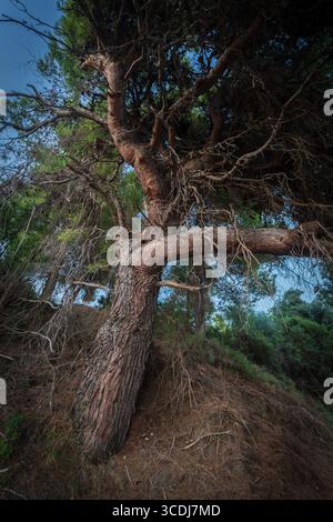 Ein atemberaubender Baum mit einer ungewöhnlichen Zweigstruktur, die auf einem Hügel wächst, umgeben von üppigem Grün, zeigt die Schönheit und Widerstandsfähigkeit der Natur Stockfoto