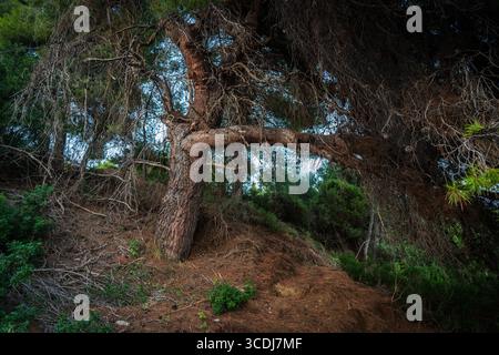 Ein atemberaubender Baum mit einer ungewöhnlichen Zweigstruktur, die auf einem Hügel wächst, umgeben von üppigem Grün, zeigt die Schönheit und Widerstandsfähigkeit der Natur Stockfoto