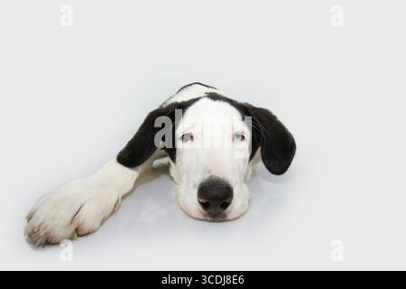 Portrait wütend, krank oder Trennung ängstlich Welpe liegend. Isoliert auf weißem Hintergrund Stockfoto