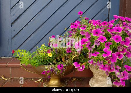 Leuchtend rosafarbene Petunien und ein paar gelbe Blüten füllen zwei Töpfe, einen bronzefarbenen und einen weißen Keramik, die gegen einen diagonal verkleideten Topf gestellt werden Stockfoto