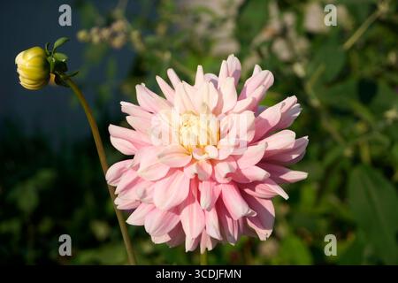 Nahaufnahme einer rosa Dahlienblume und Knospe in einem Garten Stockfoto