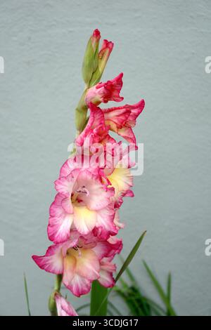 Nahaufnahme einer rosa und weißen Gladiolus Priscilla Blume Stockfoto