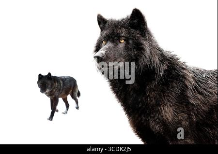 kanadische schwarze Wölfe auf weißem Hintergrund. Stockfoto