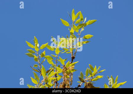 Nahaufnahme Verlässt Quercus Ilex Tree Stockfoto