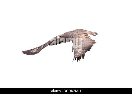 hawk (Buteo buteo) im Flug isoliert auf weißem Hintergrund Stockfoto