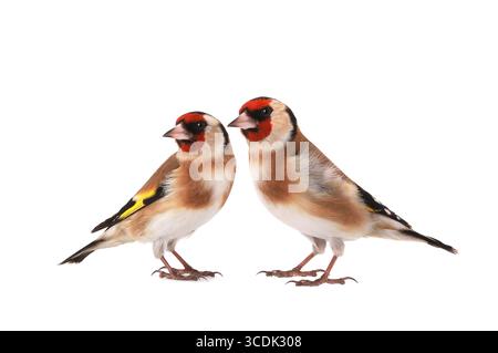 Zwei Goldfinken isoliert auf weißem Hintergrund Stockfoto