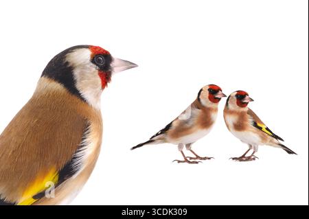 goldfinch isoliert auf weißem Hintergrund Stockfoto