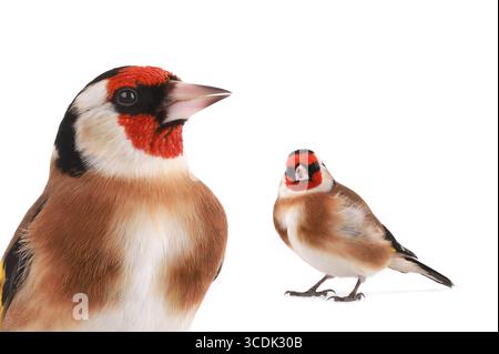 Zwei Goldfinken isoliert auf weißem Hintergrund Stockfoto