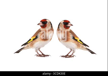 Zwei Goldfinken isoliert auf weißem Hintergrund Stockfoto