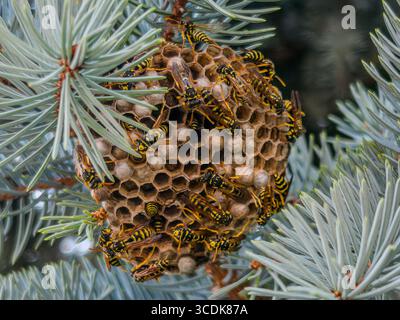 Wespennest zwischen Kiefernästen Nahaufnahme von Wespen, die an Larven enthaltenden Zellen aktiv sind Stockfoto