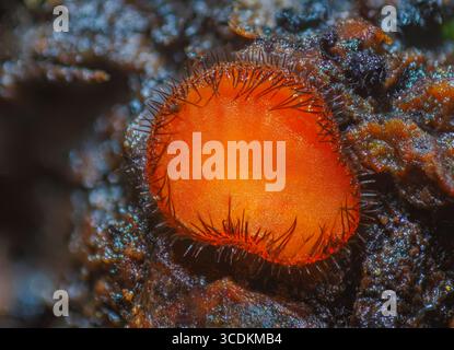 Gemeinsamer Wimpernbecher - Scutellinia scutellata Stockfoto
