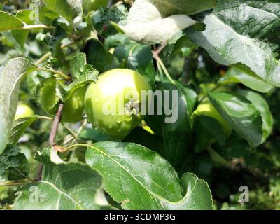 Hellgrüne Äpfel haften an einem Zweig, umgeben von üppig grünen Blättern in einem blühenden Obstgarten, glitzern von Wassertropfen aus jüngstem Regen. Stockfoto