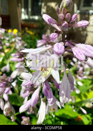 Hostablüten stehen hoch in einem lebendigen Garten und zeigen zarte lila Blüten, die nach einem sanften Regen mit Wassertropfen glitzern. Hellgrüner Abgang Stockfoto