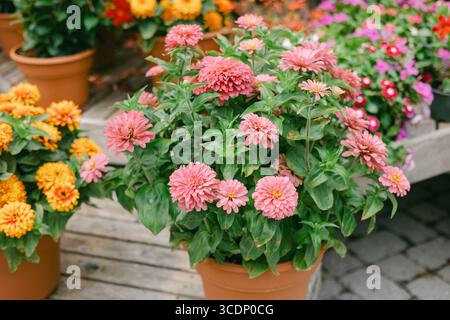 Leuchtend rosafarbene Zinnien und orangene Blumen in Töpfen schaffen an einem sonnigen Tag eine fröhliche Atmosphäre in einem Gartencenter. Stockfoto