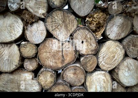 Ein großer Stapel ordentlich geschnittener Baumstämme, die natürlichen Muster der Holzmaserung. Stockfoto