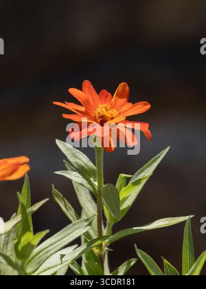 Nahaufnahme einer orangefarbenen Zinnienblüte in voller Blüte, mit mehrschichtigen Blütenblättern und einer hellgelben Mittelscheibe, aufgenommen im natürlichen Sonnenlicht. Stockfoto