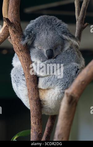 Ein niedlicher Koala in Gefangenschaft in einem Wildpark in New South Wales, Australien Stockfoto