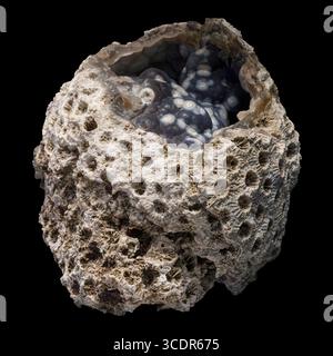 Chalcedony pseudomorph nach Coral (SiO₂), Ballast Point Coral Reef, Tampa Bay, Hillsborough County, Florida, USA Stockfoto