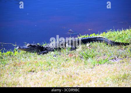 Alligator auf einem Florida Golf Course Stockfoto