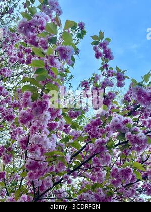Schöner lila Flieder Baum im Frühling. Stockfoto