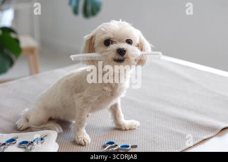 Niedlicher maltesischer Hund mit Pflegeaccessoires, der im Salon auf dem Tisch sitzt Stockfoto