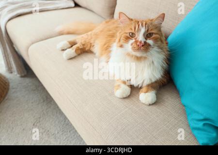Niedliche Katze mit Kissen, die zu Hause auf grauem Sofa liegt Stockfoto