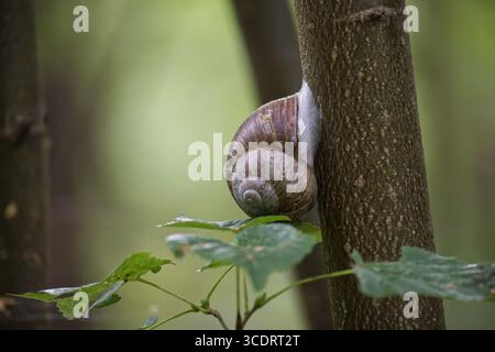 Eine Nahaufnahme zeigt eine Schnecke, die sich an einem Baumstamm festklammert, umgeben von üppig grünen Blättern, die die komplizierten Details der Schale zeigt. Stockfoto