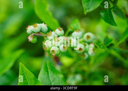 Unreife grüne Heidelbeeren, die auf einem Zweig inmitten üppiger grüner Blätter im Garten gruppiert sind, Focus Stockfoto