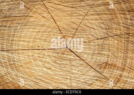 Nahaufnahme eines Baumstammquerschnitts mit detaillierten Wachstumsringen und natürlicher Holzstruktur. Stockfoto