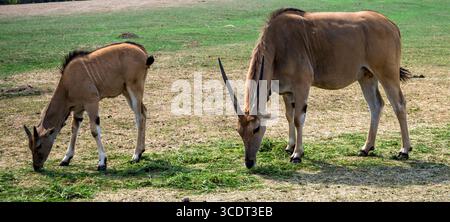 Zwei Antilopen weiden auf einem üppigen grünen Grasfeld in der offenen Natur Stockfoto